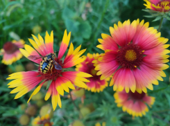 В Камышине «бабье» лето разошлось пуще молодого: не погода, а сказка