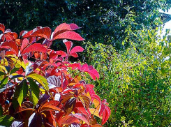 В Камышине скончался экс-сотрудник городской администрации, директор Камышинского филиала регионального учебного центра «Полипроф» Евгений Лапшин - предположительно от COVID