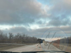 В Волгоградской облаксти попал на камеру грациозно скачущий по федеральной трассе лось