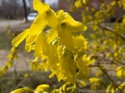 Пасхальное воскресенье  в Камышине будет теплым, потом пойдут дожди