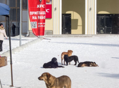 Муниципалитеты обяжут принять меры к гражданам, подкармливающим бродячих собак в опасных для людей местах