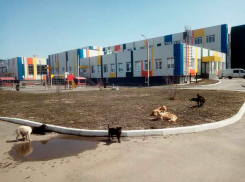 Станислав Зинченко назвал срок, когда стаи бродячих собак «разгонят» с территории у новой школы №1