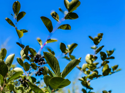 Какую криминальную аферу провернула  камышанка, чтобы получить муниципальную землю по дешевке и перепродать