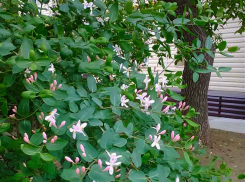 На Камышин пролились еще не все майские дожди, в понедельник они продолжатся