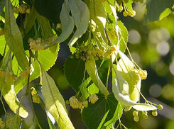 Оперштаб уточнил, что от коронавируса по статистике за минувшие сутки погибли молодая женщина и мужчина-пенсионер