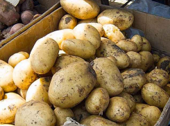 На рынках Камышина появилась краснодарская молодая картошка по 70 рублей за килограмм