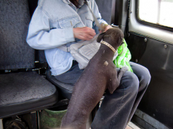 Почему собаки в камышинских маршрутках приобрели «статус» пассажиров? - камышанка