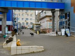 Уважаемые начальники Камышина, нельзя ли отловить бродячих собак хотя бы на центральном рынке? - камышанка