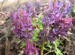 Повторятся ли в Камышине апрельские ночные заморозки?