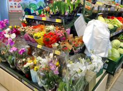 Витрины сетевых магазинов в Камышине постепенно стали превращаться в оранжереи