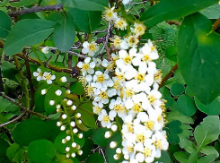 Сегодня в Камышине продолжение дождя