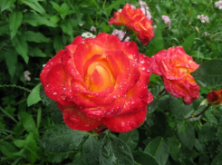 Сегодня камышан ждет свежий день, но лето не заканчивается!