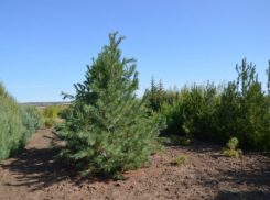 Питомник в Камышинском районе взялся выращивать саженцы священного китайского дерева - сосны с кружевной корой