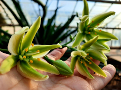 Уникальное зрелище раскрывания бутонов цветка- «самоубийцы» смогут наблюдать посетители ботанического сада в Волжском