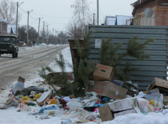 Хвою с кладбищ елок на камышинских мусорках  превратят в лежбища для полицейских лошадей