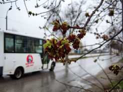 Несколько дождей на следующей неделе накроют Камышин