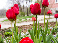 В Камышине до конца апреля будет тепло, как летом