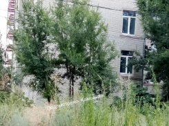 Камышане показали в соцсетях опасные «кущеря» в центре города, во дворах и у школ