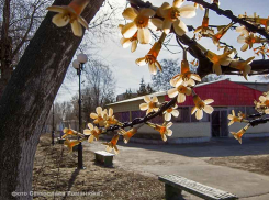 В Камышине распустилась верба и... пластмассовые деревья