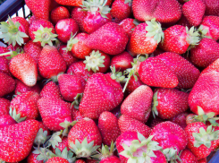 СПК «Мичуринский» из Камышинского района вышел в лидеры по производству ягод