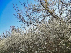 Камышанам стоит учесть: губернатор распорядился провести рейды в майские праздники на природе, где компании могут жарить шашлыки