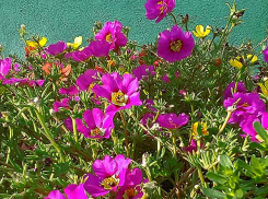 В Камышине ожидаются солнечные и прохладные выходные