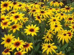 К концу недели северный ветер «надует» в Камышине грозовой фронт