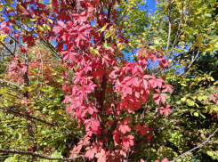 Аномально жаркий октябрь спрогнозировал Гидрометцентр в Волгоградской области