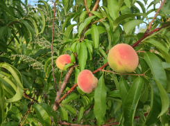 Хорошую летнюю погоду обещают синоптики камышанам в понедельник 11 августа