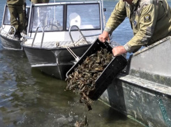 Оперативники отпустили на свободу «приговоренных» браконьерами раков