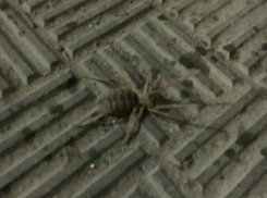 Волжанин во второй раз за июль встретил гигантского «зубастого» паука-сольпугу, «страшилища» появляются и в Камышине