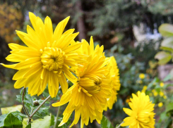 Солнечная свежесть: погодная повестка на 22 октября в Камышине