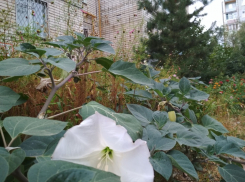 В центральную городскую больницу Камышина доставили с отравлением двух парней, наевшихся семян «красивых белых цветов»