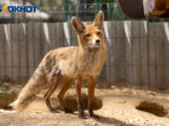 В соседнем с Камышинским - Ольховском районе установили карантин из-за бешеной лисы