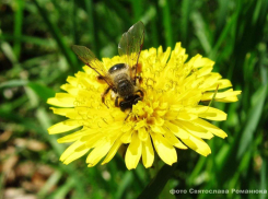 В Камышин пришло небольшое похолодание с дождем
