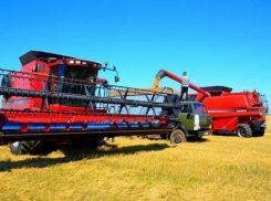 50 тысяч тонн намолотили в Камышинском районе с полей под озимыми 