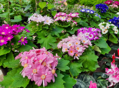 Камышан приглашают поехать полюбоваться цветением красавицы родом с Канар в оранжерее Волжского