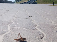 Саранча и мошка - когда ждать нашествия в Камышине?