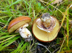 Начались дожди - начнутся и грибы: камышане, осторожнее, уже есть отравившиеся в Волгоградской области