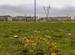 В Камышине синоптики предсказали слабый снег с дождем при двух градусах тепла сегодня, 6 декабря