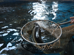 Ценная волжская рыба попала в углубленный исследовательский процесс