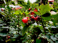 Дождевой фронт не оставляет Камышин: погодная повестка на 17 и 18 октября