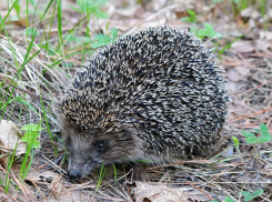 В Камышине в пятом микрорайоне проснулись и вышли на прогулку ежи