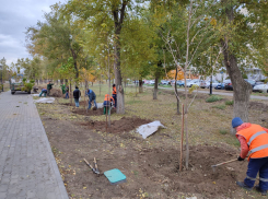 В Камышине в парке «Топольки» начали высаживать новые деревья