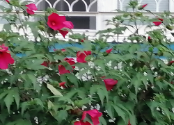 Камышане вырастили сочинские гибискусы у подъездов многоэтажек