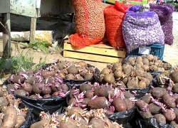 В Волгограде покупателей напрягает цена на картофель, но, увы, не только