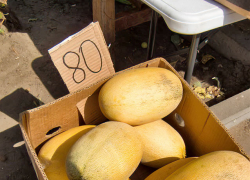 На камышинских рынках появились "золотые" в смысле цвета и цены местные дыни