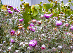 Слабый мокрый снег предсказали синоптики камышанам в конце второй недели декабря