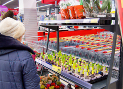 В Камышине в гипермаркете уже продают ростки, которые раскроют ароматные бутоны к 8 Марта