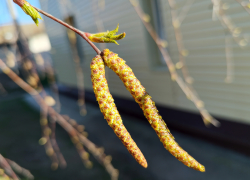 Сезон пыльцы продлили: камышане-аллергики прикупают платки